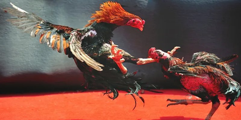 789 mathsica c1 gà chọi