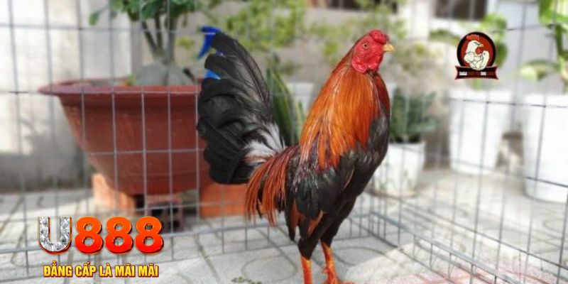 789 mathsica game máy bay nổ hũ