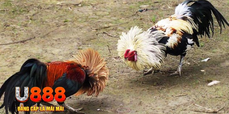 789 mathsica game nổ hũ là gì